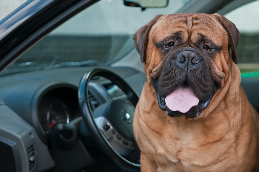 A picture of a dog in a car during the summer.