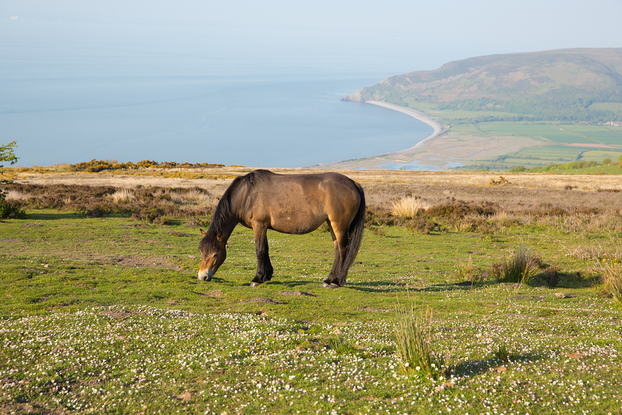Exmoor pony in national park with Porlock Somerset coast on a summer evening