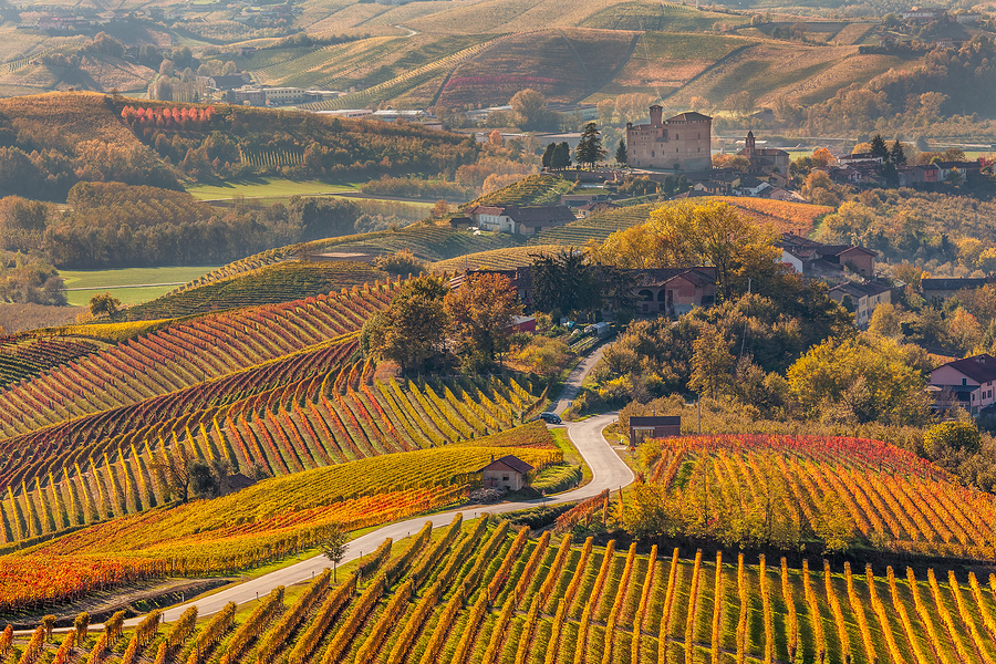 Narrow road through colorful autumnal vineyards in Piedmont, Nor